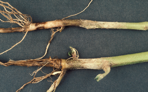 Danos em raízes de batateira causados por Rhizoctonia