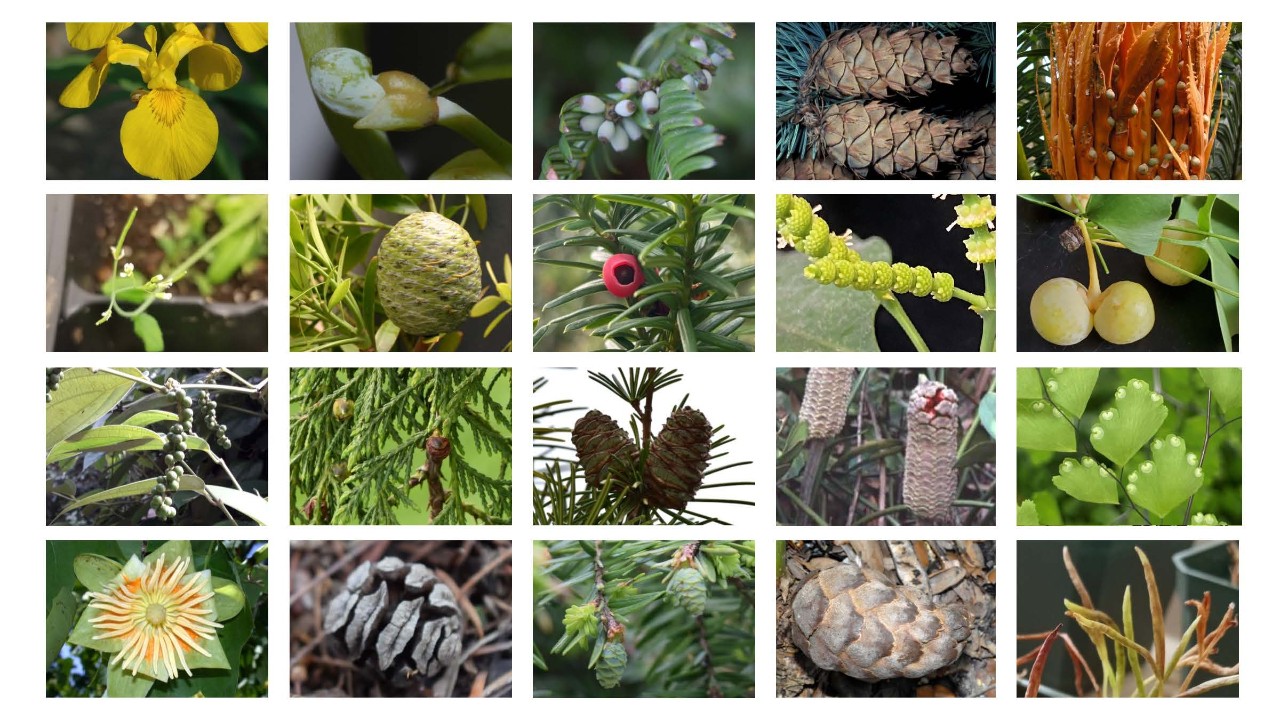 Fotos: Veronica Sondervan (NYU/NYBG); Dennis Stevenson, Barbara Ambrose e Cecilia Zumajo-Cardona (NYBG)