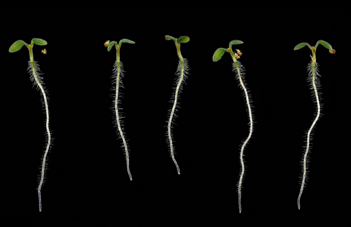 Proteínas ancoram células vegetais contra perda de água