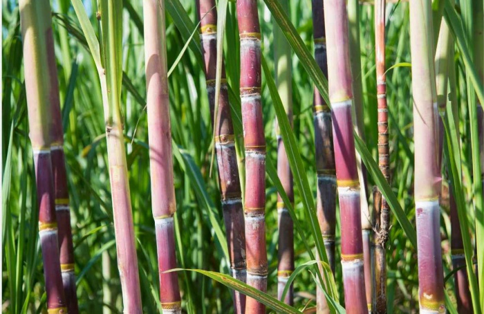 São Paulo domina produção de cana-de-açúcar no Centro-Sul