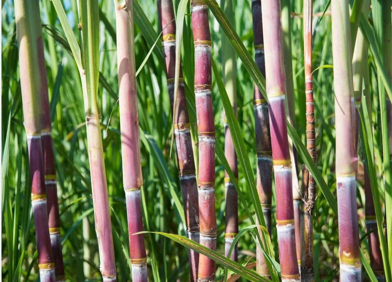 São Paulo domina produção de cana-de-açúcar no Centro-Sul