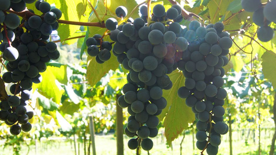 Foto: Patrícia Ritschel