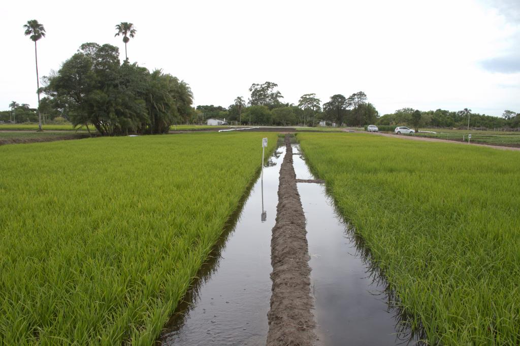 Data da Abertura da Colheita do Arroz está próxima