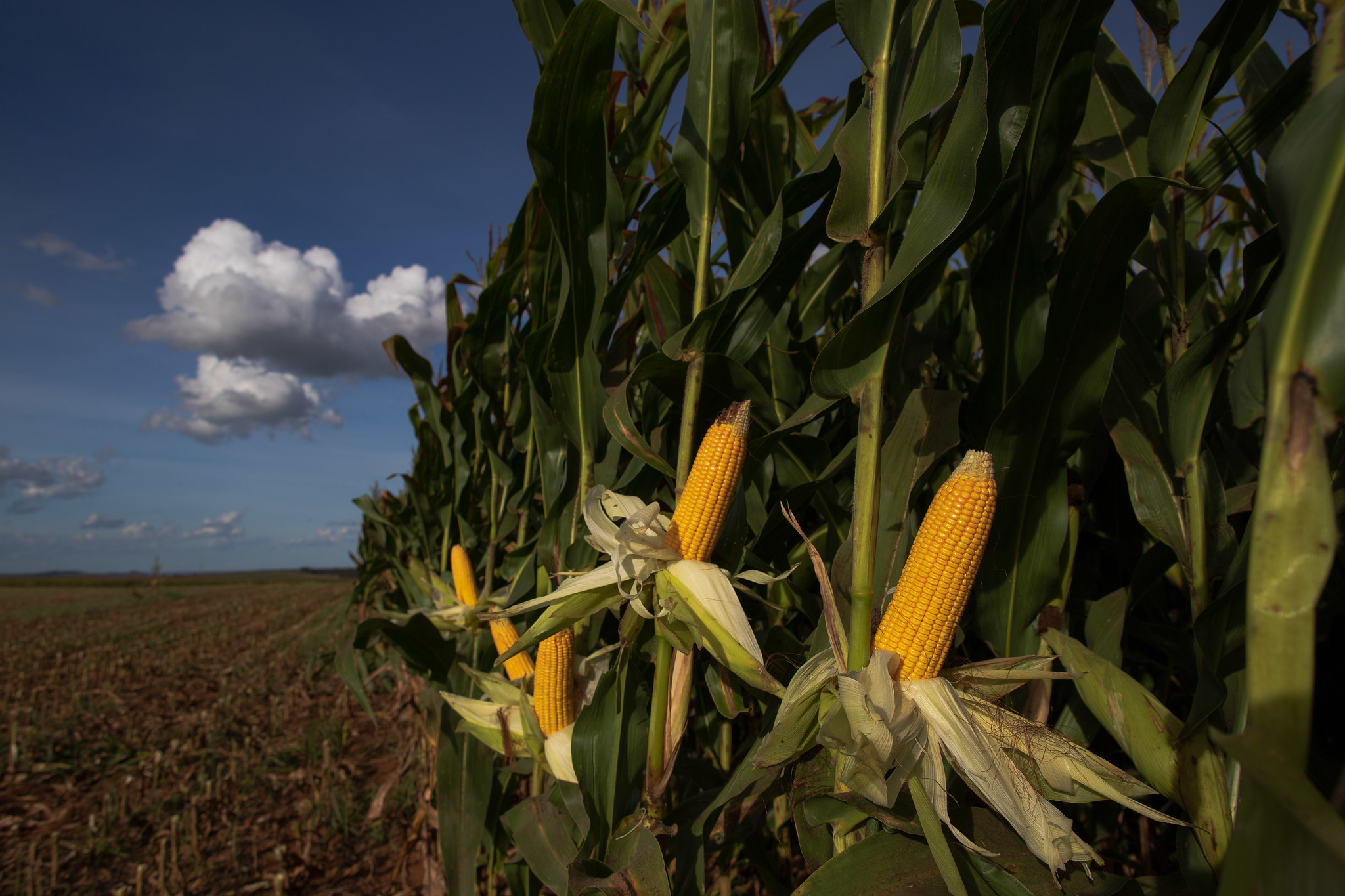 Semeadura do milho avança no Brasil
