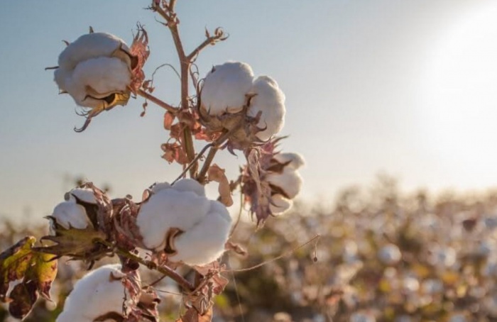 Chuvas em Mato Grosso elevam atenção dos cotonicultores