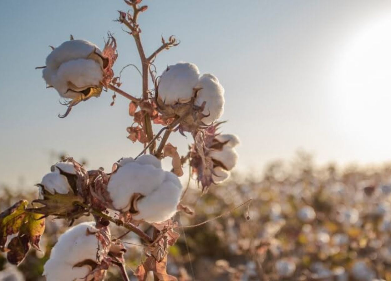 Chuvas em Mato Grosso elevam atenção dos cotonicultores