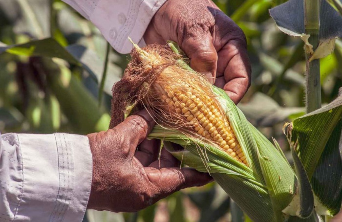 Milho supera 360 sacas por hectare no Sul do país