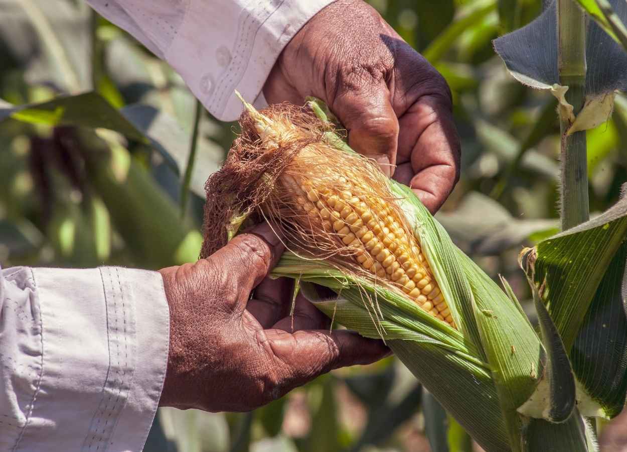 Milho supera 360 sacas por hectare no Sul do país