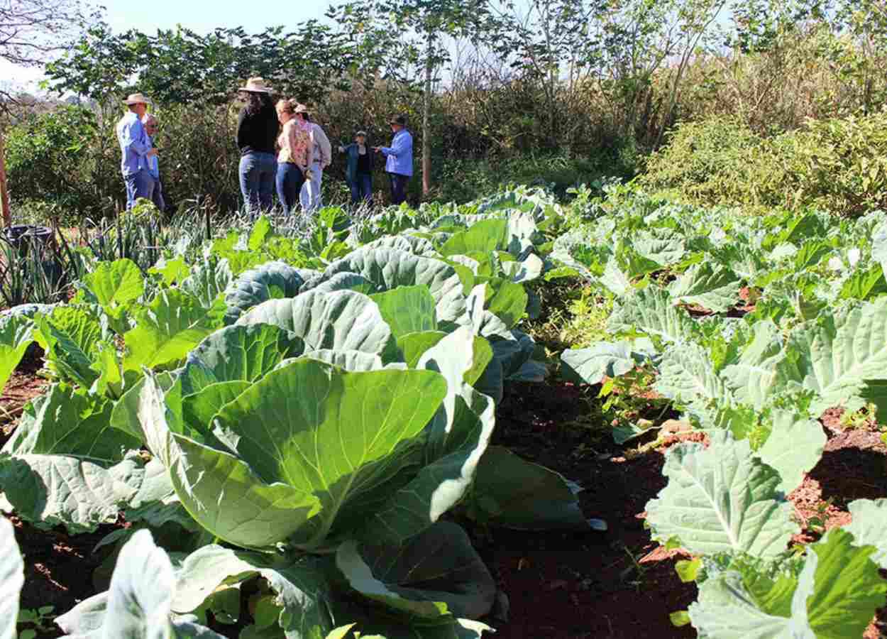 Pesquisa desenvolve indicadores ambientais para produção agroecológica em Goiás