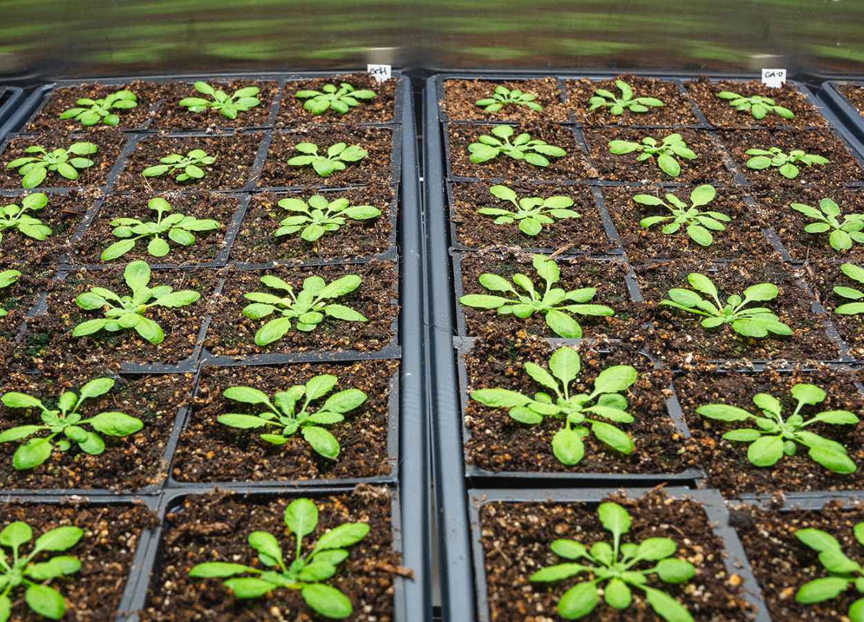 Foto:&nbsp;Colorado State University