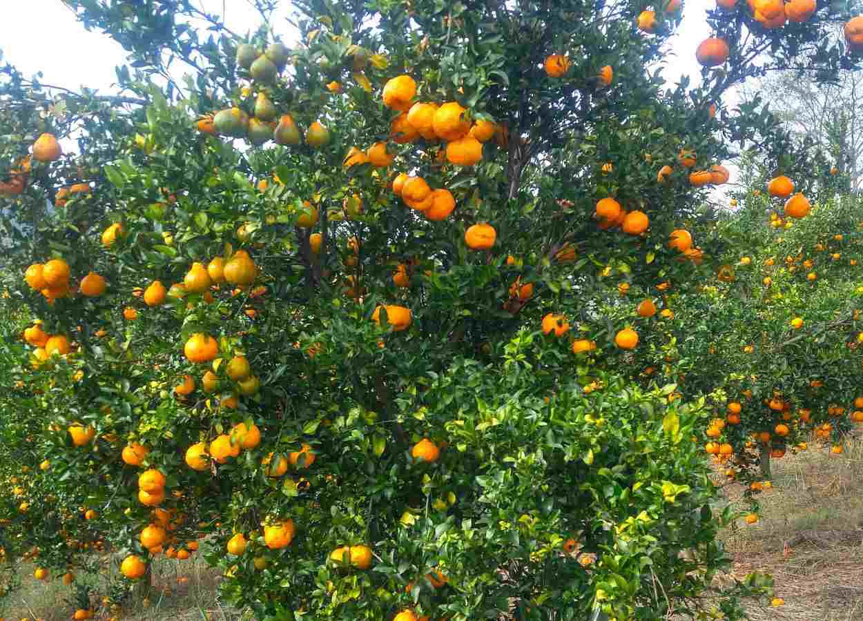 Minas Gerais connaîtra une récolte de mandarines Ponkan 3 % plus importante en 2025