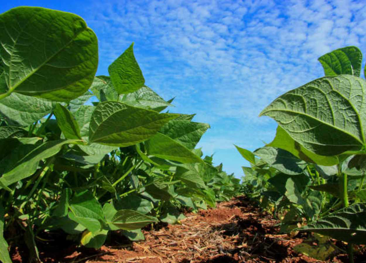 Boletim Agropecuário desta semana ainda traz informações e estimativas sobre a safra de inverno no Estado