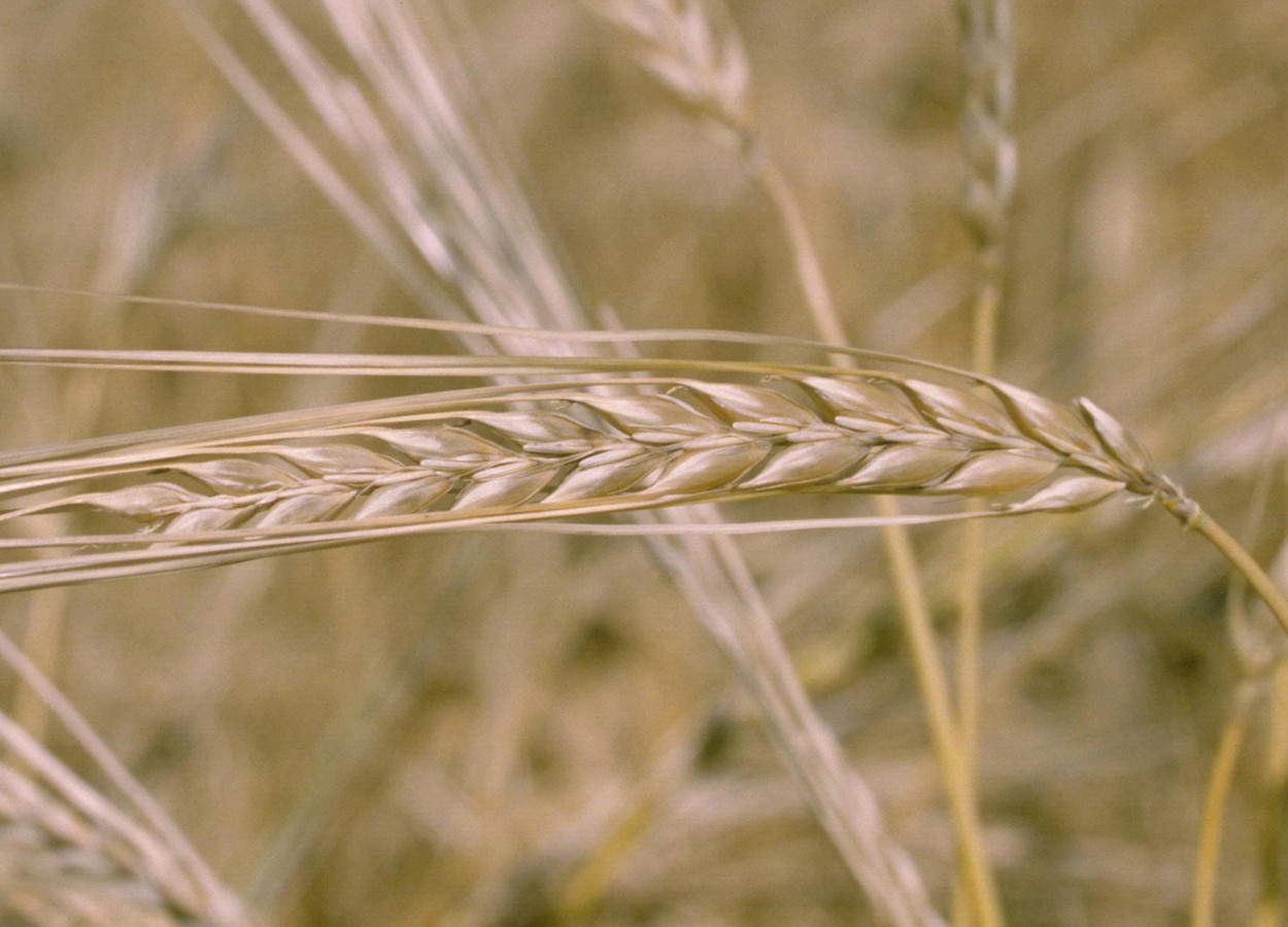 Foto: Howard F Schwartz, Colorado State University