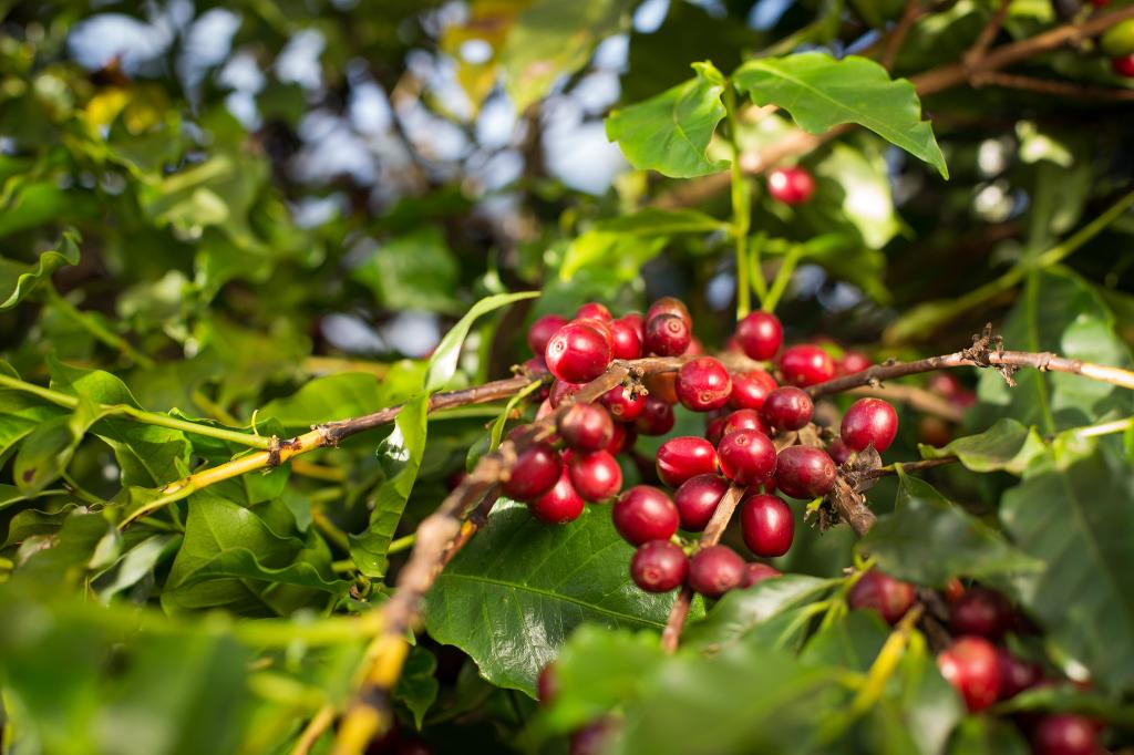 Condições climáticas favorecem andamento da colheita do café robusta