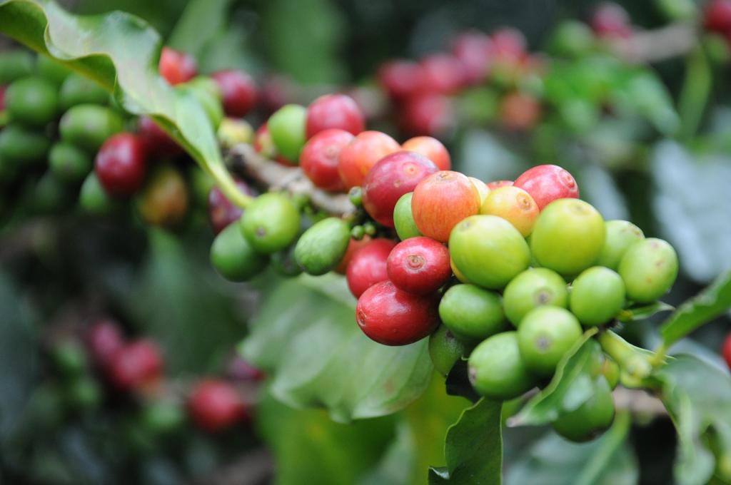DVA Agro lança pacote tecnológico com seguro climático para cafezais