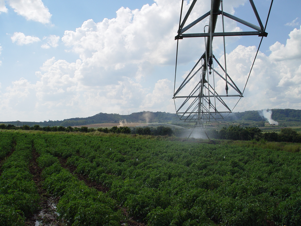 Área do experimento possui sistema de irrigação por pivô central 