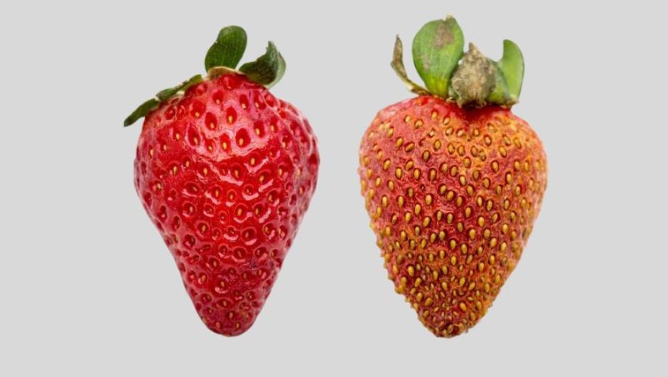 Morango sadio (à esquerda) e com áreas bronzeadas (à direita)