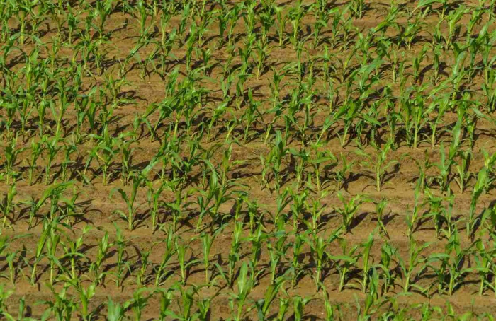 Concurso de produtividade do milho segue com inscrições abertas