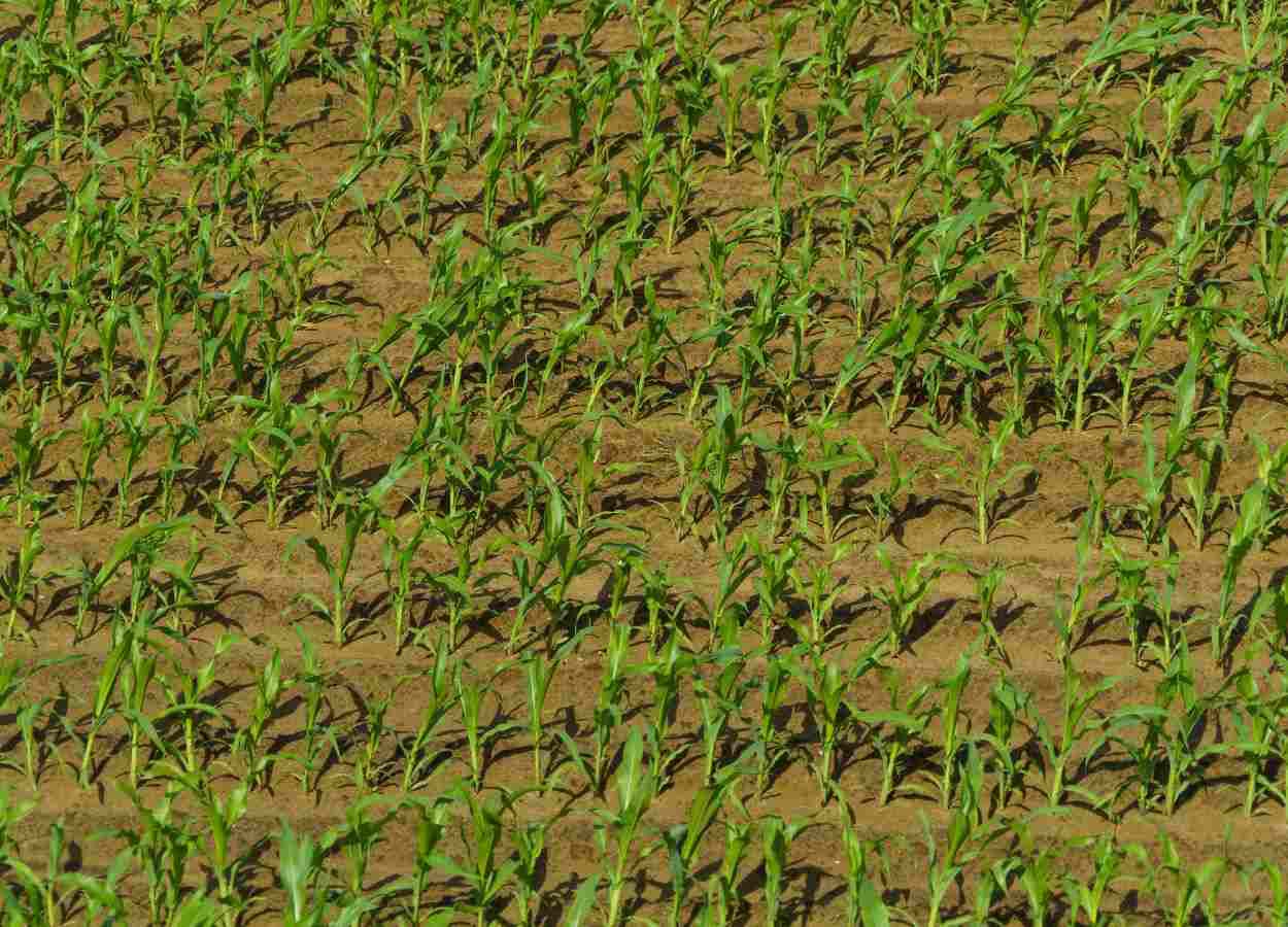 Concurso de produtividade do milho segue com inscrições abertas