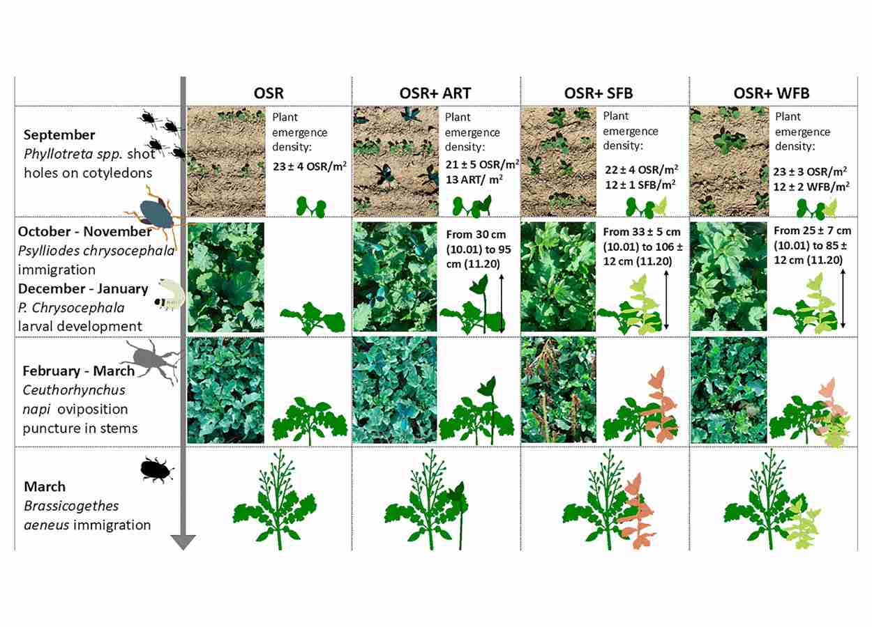 Consórcio com fava reduz incidência de pragas na canola