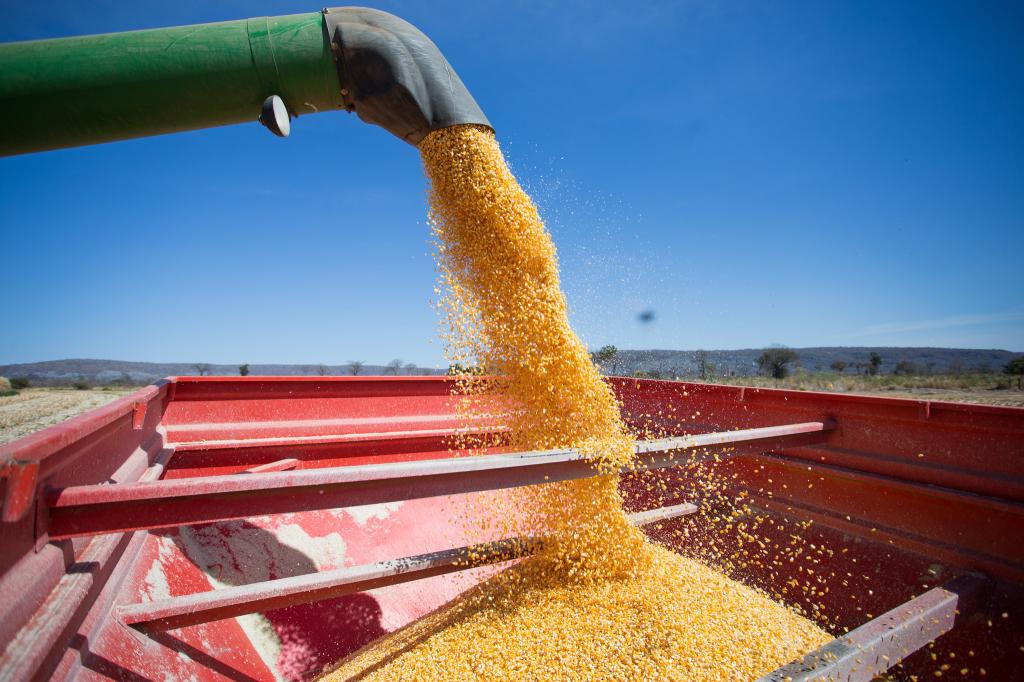 MS inicia colheita da segunda safra de milho