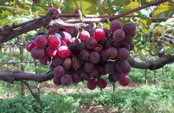 Ação da Embrapa reduz em 95% infestação da podridão-da-uva-madura