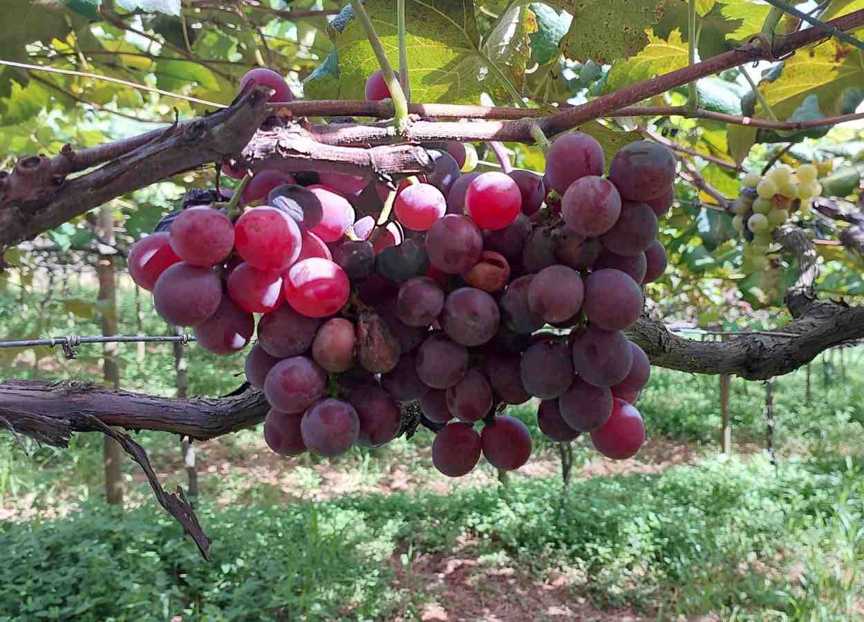 Ação da Embrapa reduz em 95% infestação da podridão-da-uva-madura