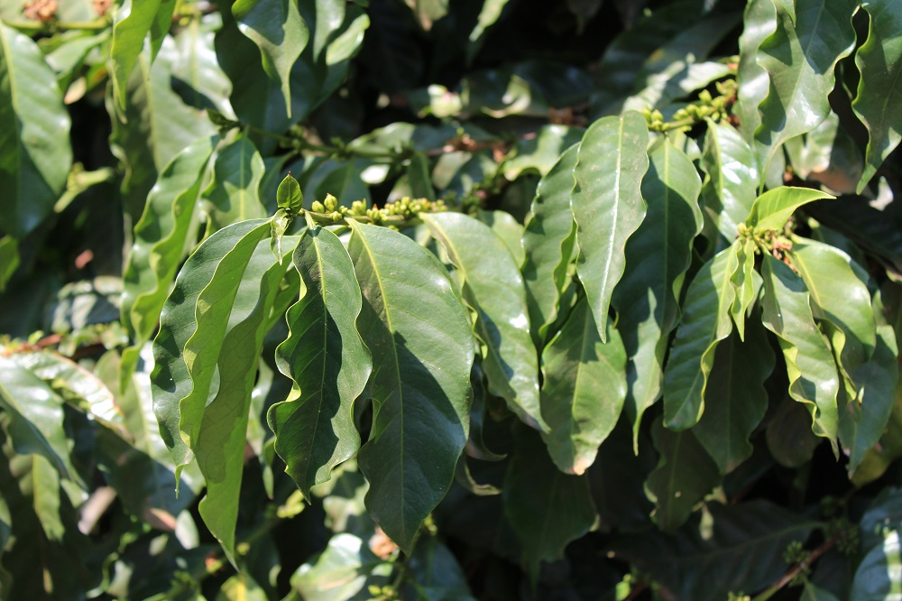 Nutrição do solo dos cafezais aumenta produtividade e rentabilidade