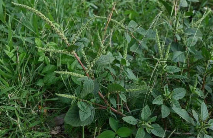 Unesp propõe nova abordagem para nanoherbicidas mais eficientes