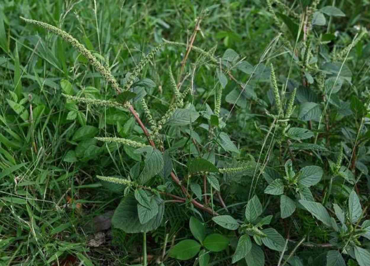 Unesp propõe nova abordagem para nanoherbicidas mais eficientes