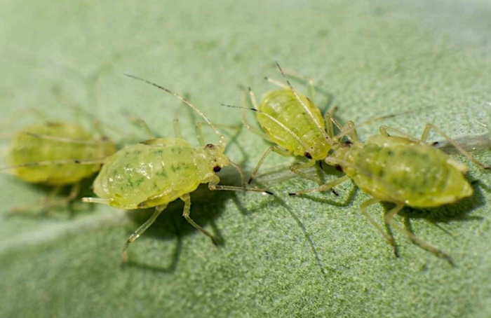 Pulgão amplia resistência a inseticidas