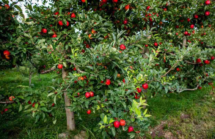 Santa Catarina segue como líder nacional na produção de maçã