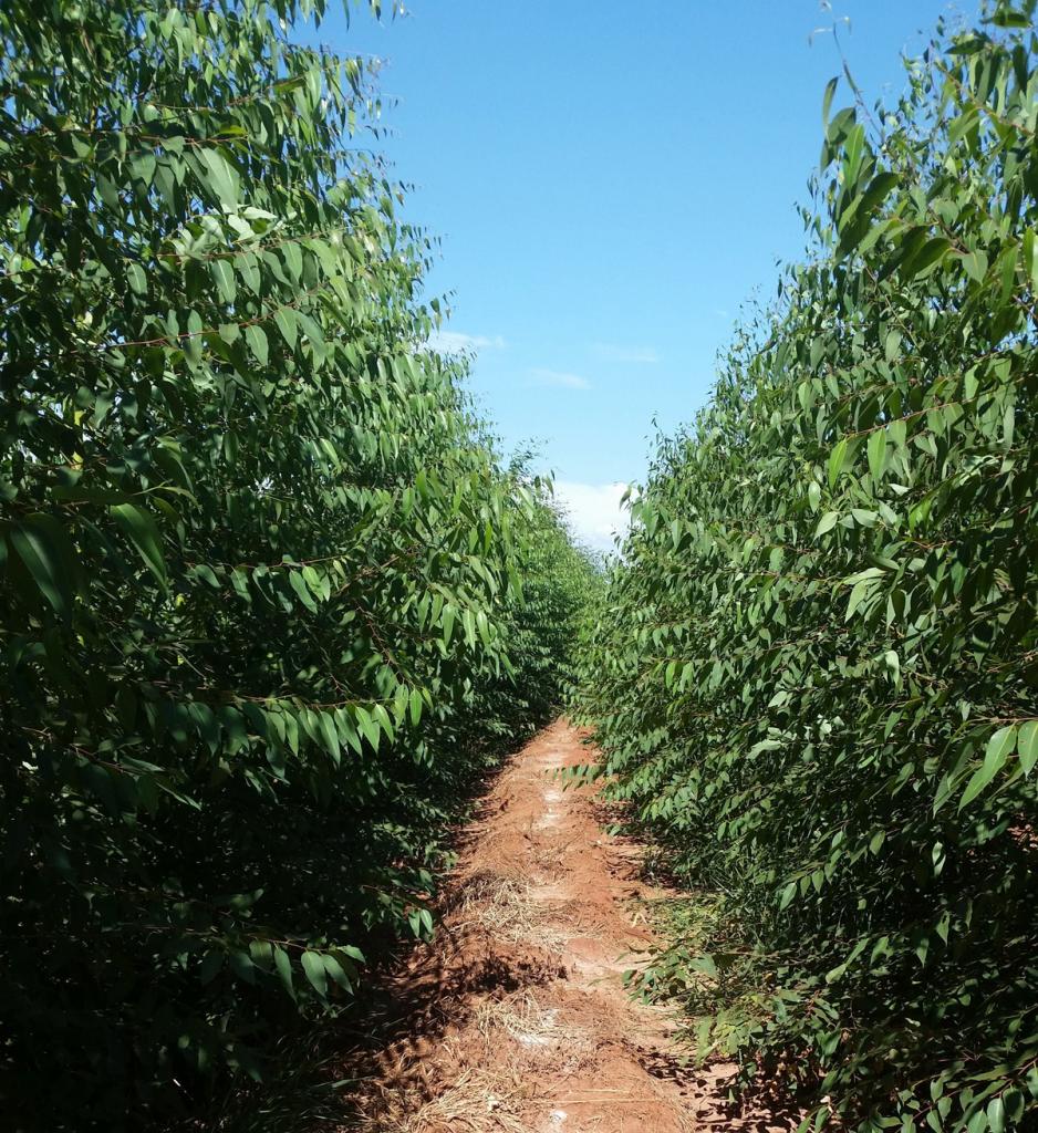 Linha floresta da FMC é apresentada no Simpósio Nacional sobre Pragas Florestais