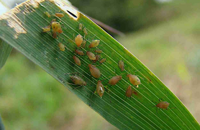 Pulgões do trigo desafiam resistência genética