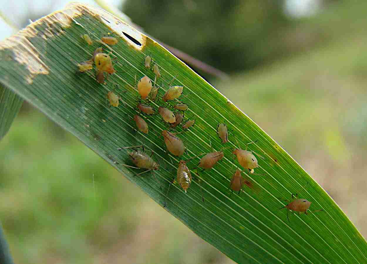 Revisão científica aponta papel da saliva dos insetos e defesas em camadas no desenvolvimento de cultivares resistentes