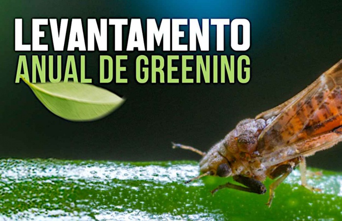 Greening atinge 47,6% das laranjeiras, conforme Fundecitrus