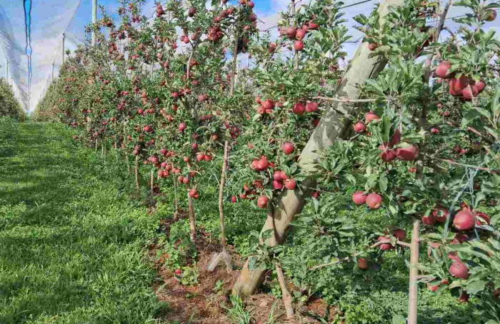 Rasip projeta colher 55 mil toneladas de maçãs na safra 2026