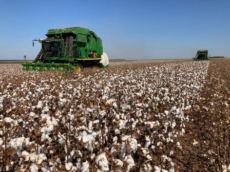 Colheita do algodão segue até agosto em Mato Grosso do Sul
