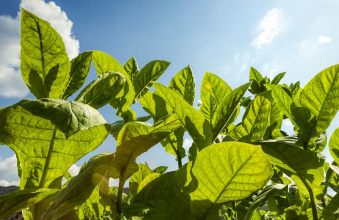 Tabaco brasileiro está apto para ser embarcado à China