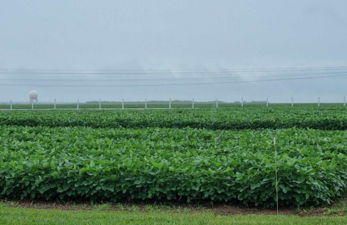 Safra 2023-24 foi marcada por menor volume de chuvas em Mato Grosso