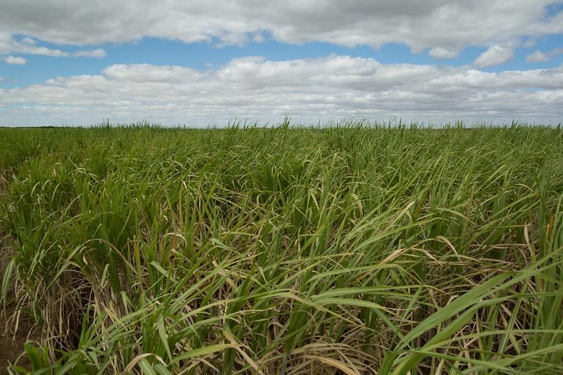 Levantamento sobre produção de cana-de-açúcar tem início no Paraná
