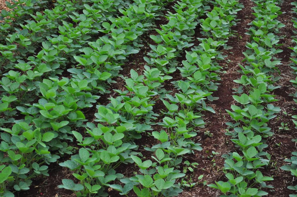 ​Novas cultivares auxiliam no controle de pragas e plantas daninhas na sojicultura