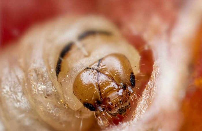 Proteína sensorial de Tuta absoluta liga feromônio e clorpirifós