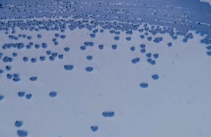 Voláteis de Pseudomonas aumentam crescimento vegetal sob seca