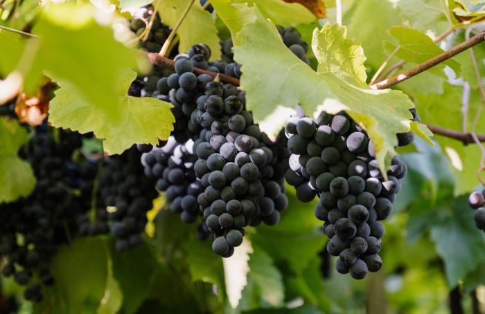 Vinícola Aurora colhe 93 milhões de quilos uva na safra 2026