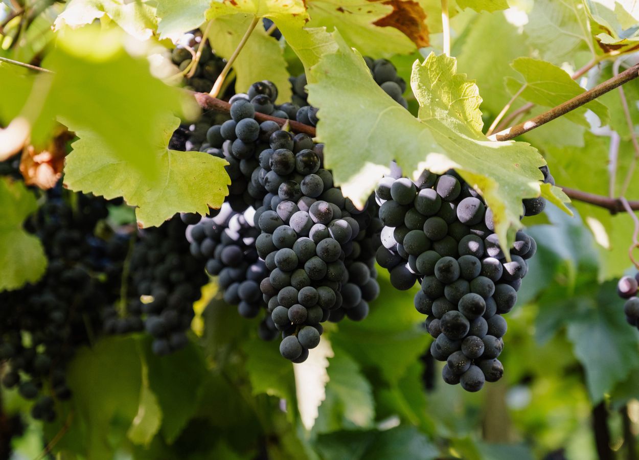 Vinícola Aurora colhe 93 milhões de quilos uva na safra 2026