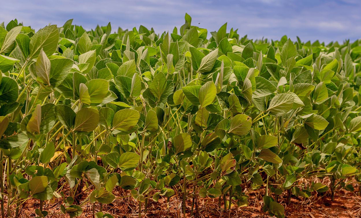 Nesse momento é definido o potencial que a planta poderá ter e, consequentemente, o potencial da cultura