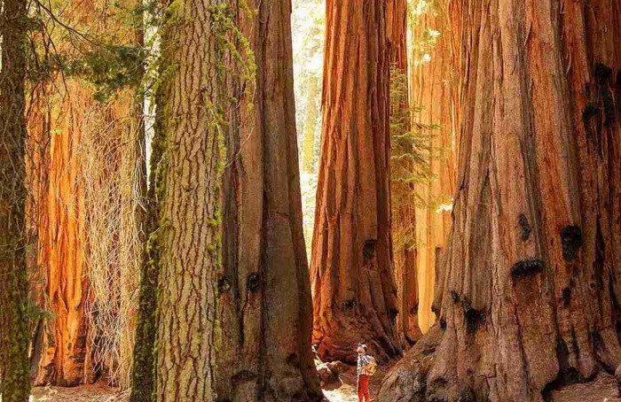 Solo limita extração de água e redefine tolerância à seca