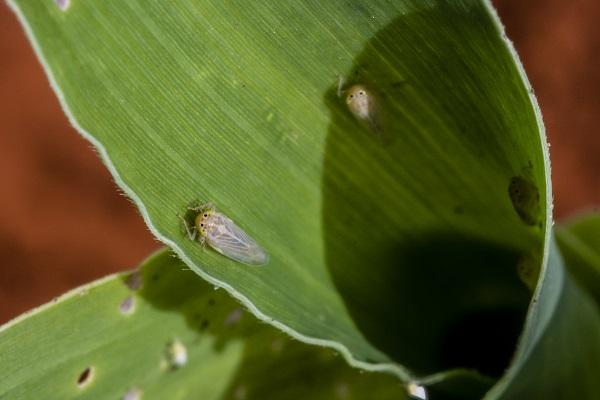 Embrapa alerta produtores quanto aos riscos dos enfezamentos do milho