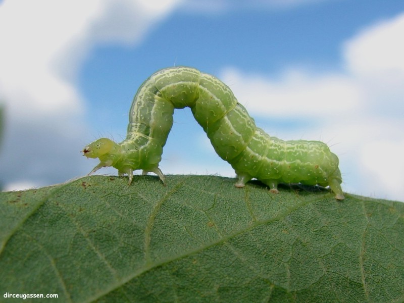 Measuring caterpillar behavior